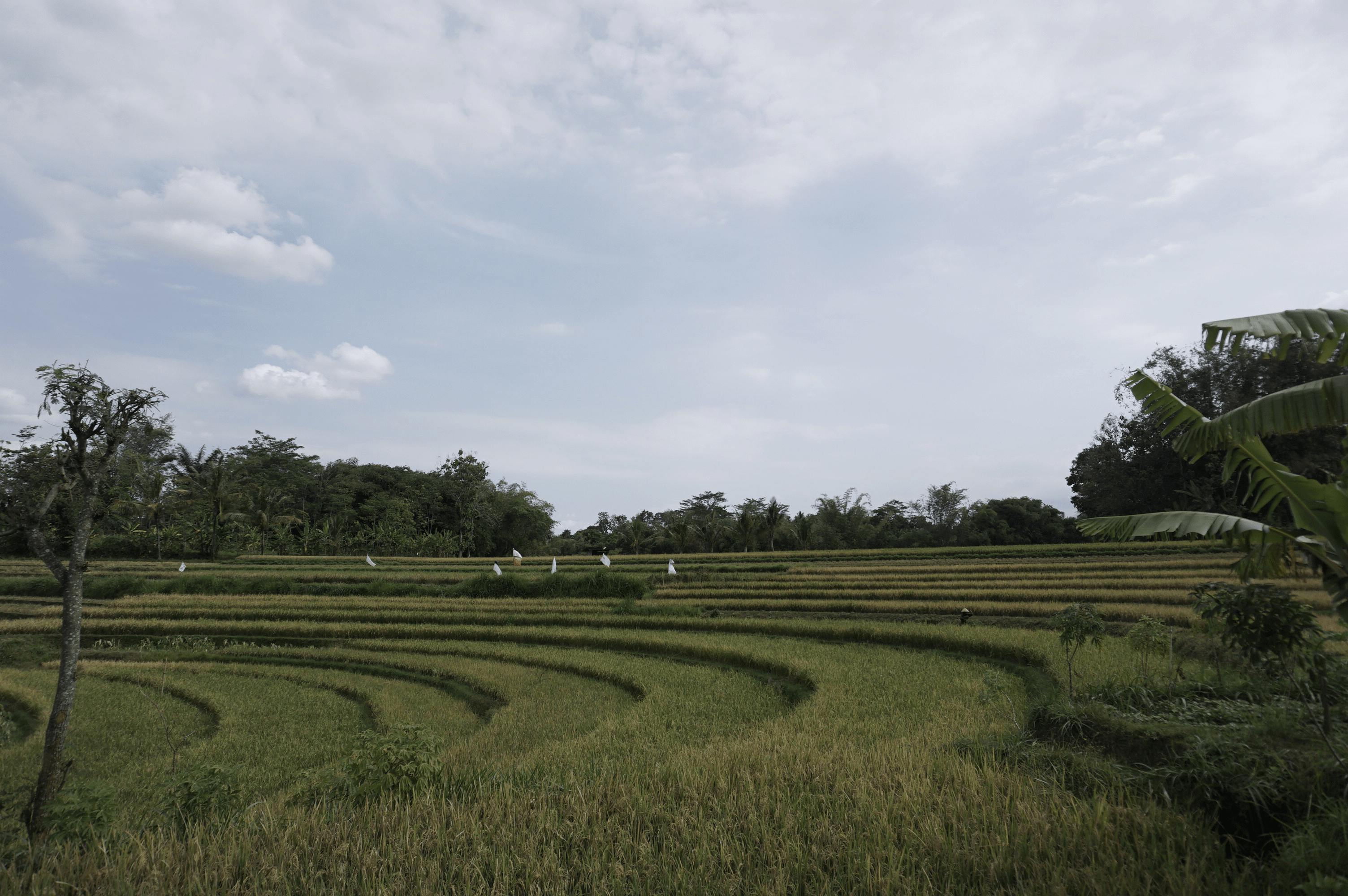 Pemandangan sawah Desa Timpik